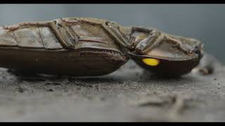 Click beetles Headlight Beetles and Glowing Larva Narrated Version [upl. by Rosalie336]