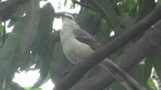 Sinsonte  Tropical Mockingbird  Mimus gilvus [upl. by Sieber251]