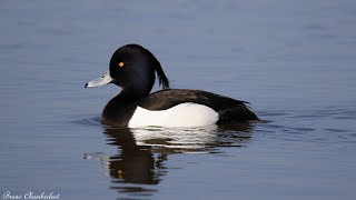 Fuligule Morillon  Tufted Duck  Aythya Fuligula [upl. by Motteo133]