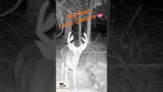 Bug Whitetail Buck LICKS Trail Camera While Recording wildlife deer trailcam outdoors [upl. by Giraud]