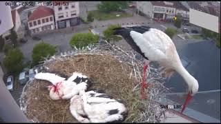 KILLER WHITE STORK THE MOST EVIL ANIMAL ON EARTH [upl. by Clifford230]