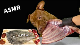 ASMR MUKBANG PITBULL EATING RAW FOODS [upl. by Lyrahc]