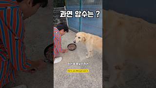 암수가 비율이 역대급이네 남해 리트리버 강아지 몽실이 babydog [upl. by Rorrys168]