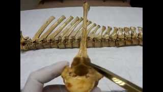 Thoracic vertebrae by dr khaled shoghy [upl. by Rodenhouse335]