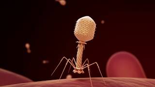 Fighting Infection with Phages [upl. by Levania]