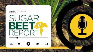 Early Season Pest Management  Sugarbeet Report [upl. by Rogerio]