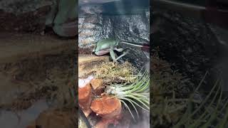 Dumpy tree frog vs cricket slow motion [upl. by Nylrahs739]