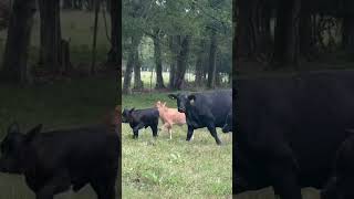 Brangus Braford Beefmaster breds and pairs Charolais Bulls exposed Feb 14 [upl. by Eelytsirk]