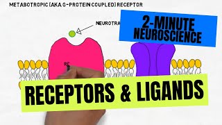 2Minute Neuroscience Receptors amp Ligands [upl. by Reld]