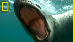 Diver Encounters Deadly 13Foot Leopard Seal  National Geographic [upl. by Noxin]