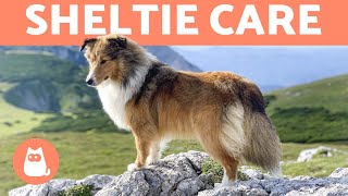 SHETLAND SHEEPDOG 🐶🐾 Sheltie Characteristics and Care [upl. by Mirth956]