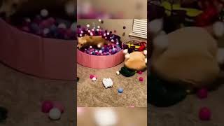 17funny cat pet catcat catshorts funnycats catvideos foryou fyp fypシ゚viral fypyoutube [upl. by Majka]