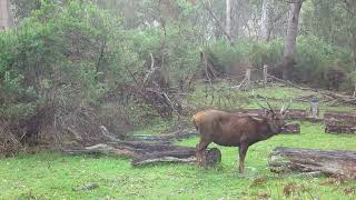 Day Deer Tolmie Victoria Australia [upl. by Autry]