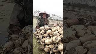 The process of transporting vegetables along the river on a raft [upl. by Yotal849]