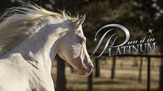 Dun It In Platinum 2006 Cremello AQHA Stallion [upl. by Winnah]