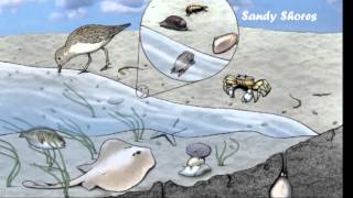 Marine Ecosystems [upl. by Eidod]