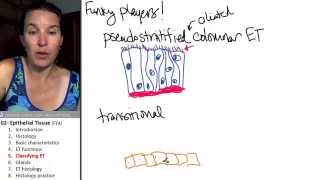 Epithelial tissue 5 Classifiying ET [upl. by Nwahsiek]