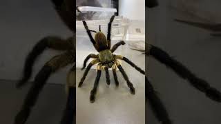 UCIECZKA PTASZNIKA tarantula monocentropusbalfouri baboon venomous [upl. by Carlie752]