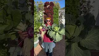 These are 3 big brassica veggies that grow very well during Autumn verticalfarming aeroponics [upl. by Ornas]