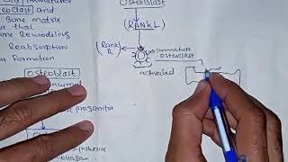 Bone Remodeling process Mechanism details [upl. by Mcmahon544]