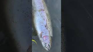 Steelhead salmon ohio steelheadfishing ohiofishing [upl. by Rives]