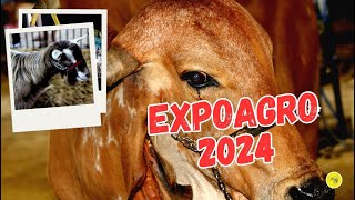 EXPOAGRO 2024  Manaus  AM [upl. by Ecnadnac]