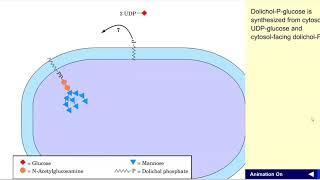 Dolichol PP oligosaccharide synthesis [upl. by Ater]