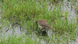 Two Water Pipits  Lancashire  November 2024 [upl. by Alexia570]