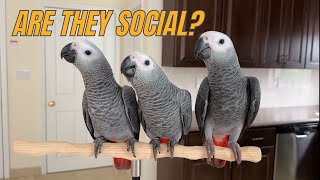 Are African Grey Parrots Social Birds [upl. by Upshaw806]