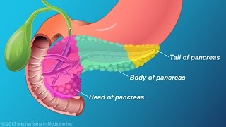 The Role and Anatomy of the Pancreas [upl. by Baese]