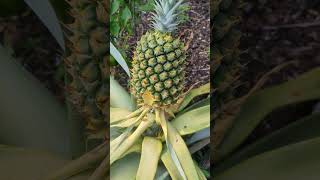 Something Nibbled on my Pineapple [upl. by Marlyn616]