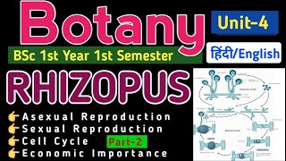 BSc 2nd Year 3rd SemReproduction in RhizopusEconomic Importance of RhizopusLife Cycle of Rhizopus [upl. by Ahsakal]