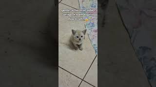 É normal gato miar desse jeito memes cat kitty pets [upl. by Ilegna907]