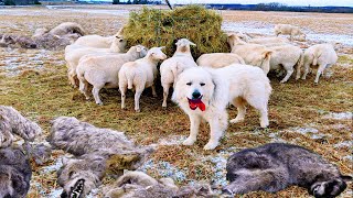 Perro Pastor Acorralado Por 11 Coyotes ELIMINÓ A 8 Para Salvar Ovejas [upl. by Henriha]