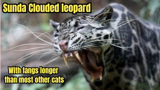 Sunda clouded leopard Neofelis diardi [upl. by Spenser]