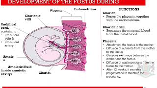 Lesson 5 Development of the Zygote Part 1 [upl. by Donia]