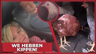 WE HEBBEN KIPPEN 🐔  2227 [upl. by Gladstone207]