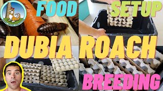 How to SET up a DUBIA roach COLONY  food  setup  breeding 2021 [upl. by Todd]