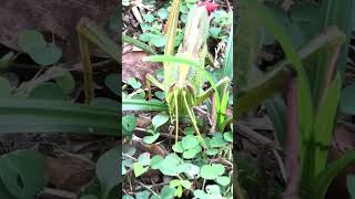 Grasshopper nature denglish កណ្តូប [upl. by Kerrison]