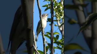 A Warbling Vireo Singing [upl. by Trilbie]