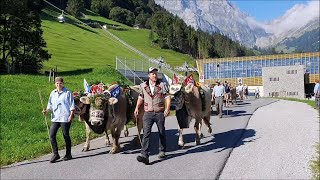 Alpabzug Lauihütte Untertrübsee [upl. by Assenaj140]