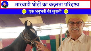 पुष्कर मेला में शानदार बिकाऊ मारवाड़ी घोड़ों का गौरवशाली सफर Pushkar Horse Sale Mela Market 2024 [upl. by Ardnala]