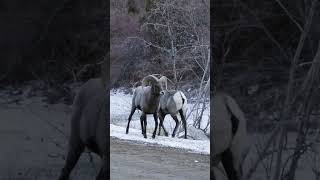 Thats gotta hurt Rams ritual head butting shorts hiking colorado wildlife bighorn [upl. by Armilla435]