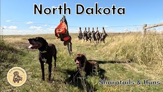 North Dakota Sharptail amp Huns Part 2 [upl. by Nimsay]