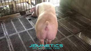 Jemnetics USA White Duroc Gilts [upl. by Anicart549]