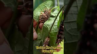 Troides Rhadamantus “Gold wing” CaterpillarCourtesy of Mindoro Butterfly Sanctuary [upl. by Hawthorn131]