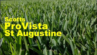 Scotts ProVista St AugustineGrass 6 Month Update And Thoughts [upl. by Davenport]