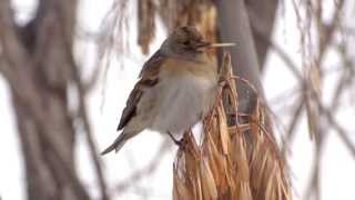 Brambling  Юрок  Fringilla montifringilla [upl. by Corrine320]