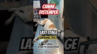 Canine Distemper Last Stage Surviving Dog [upl. by Eralcyram170]