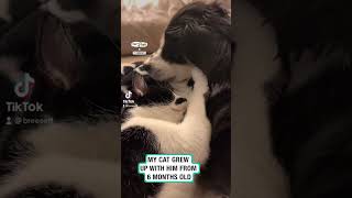 Animals grieve too 😔 🐱 🎥 TikTokbreeseff [upl. by Wrennie530]